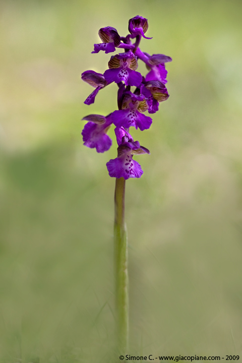 Anacamptis morio (Orchis morio), Giglio caprino, Green-winged Orchid, Kleine Knabenkraut 