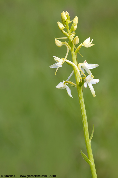Platanthera_bifolia, Lesser Butterfly-orchid, Platanthère à deux feuilles, Weiße Waldhyazinthe