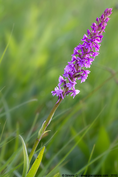 Gymnadenia conopsea, Fragrant Orchid, Mücken-Handwurtz, Gymnadénie moucheron