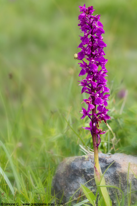 Orchis mascula, Early Purple Orchid, Männliche Knabenkraut, Orchis mâle
