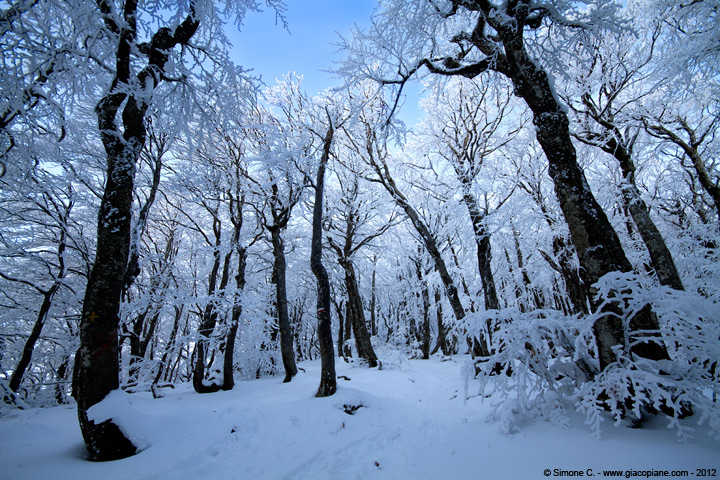 Faggeta del Monte Penna ghiacciata - (icy beech woods on Mount Penna)