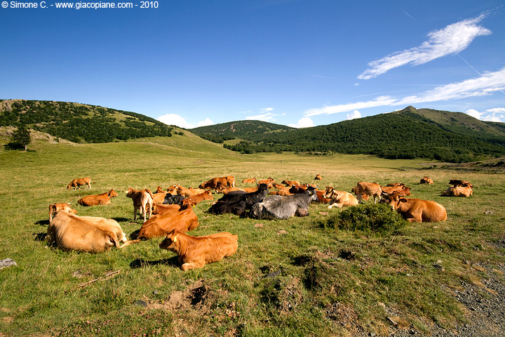 Mucche a Prato Grande - Cows at Prato Grande